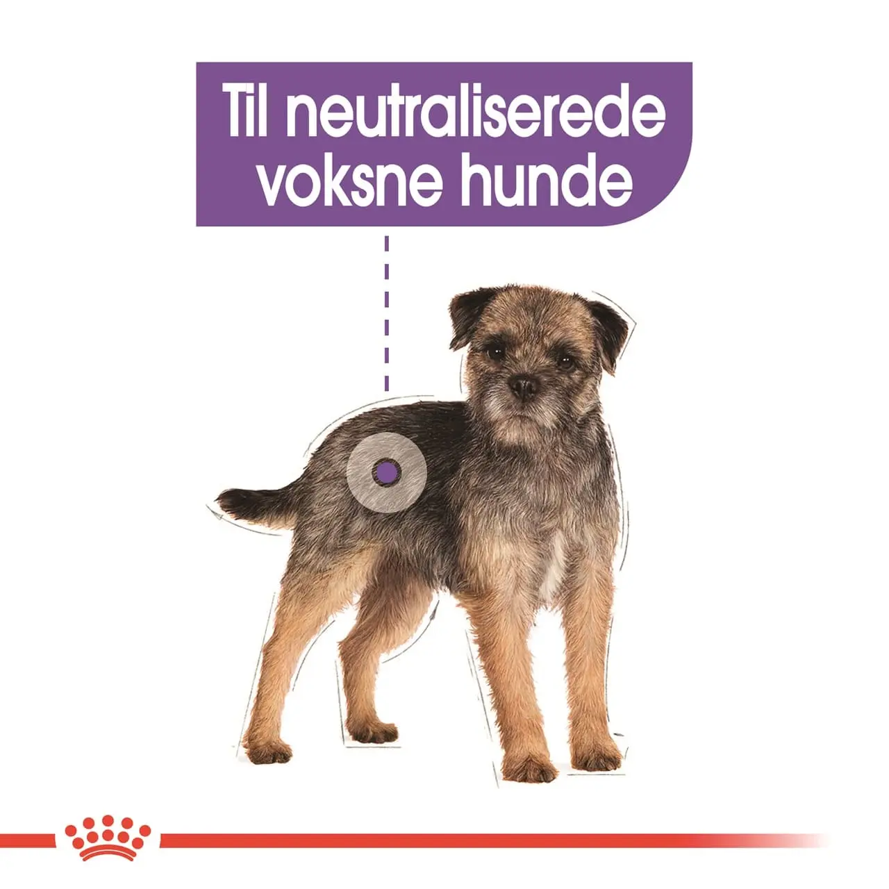 Royal Canin Mini Sterilised Adult 3 kg - hundefoder til små steriliserede hunde